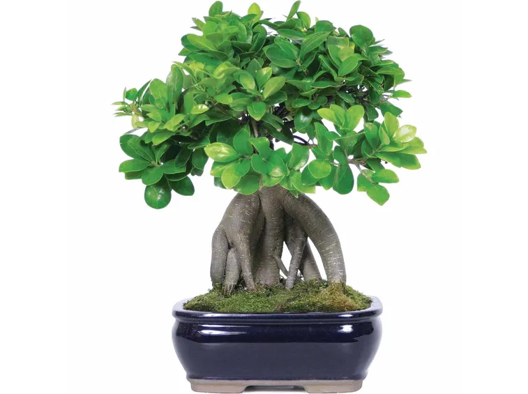 bonsai ginseng