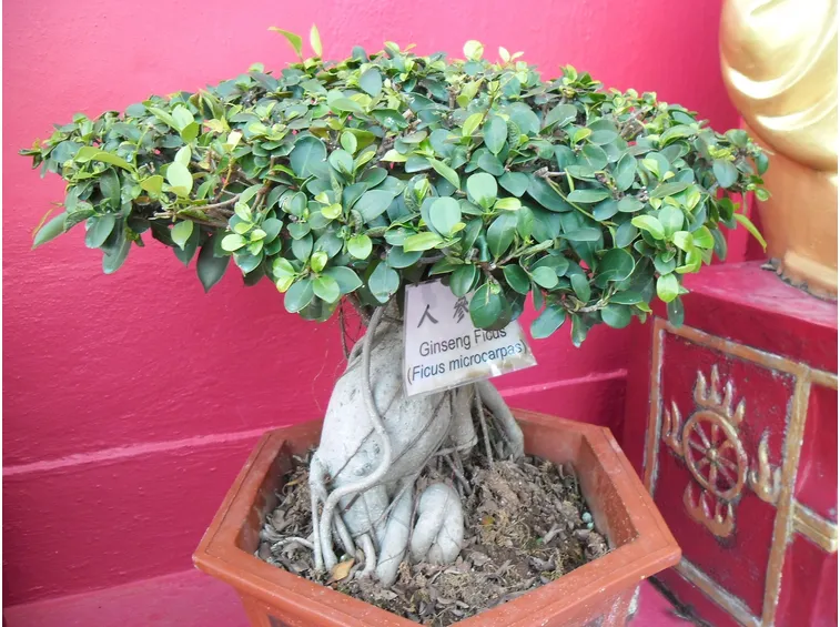 ginseng bonsai