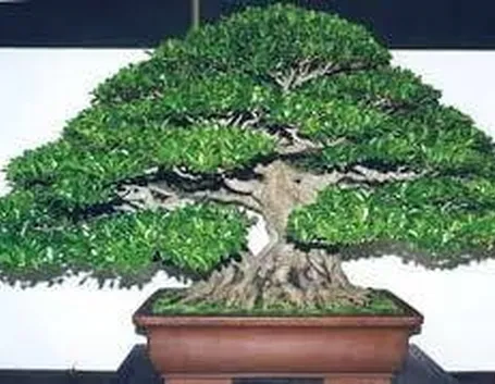bonsaificusretusa
