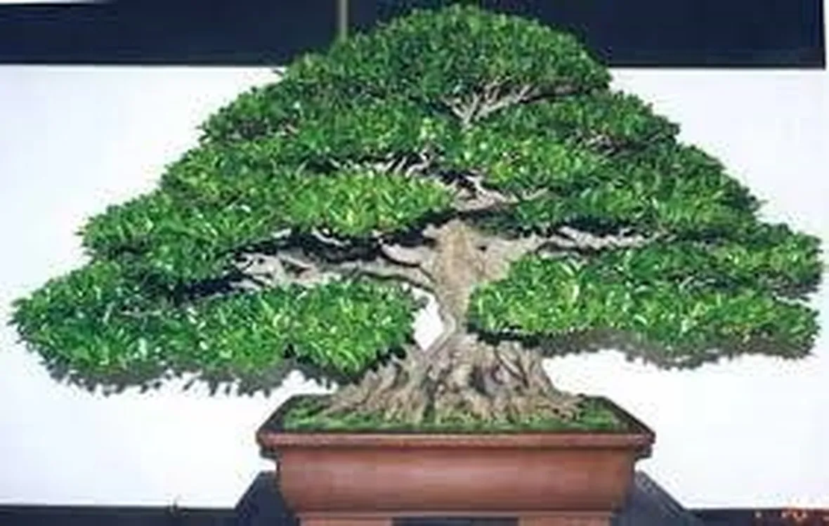 bonsaificusretusa