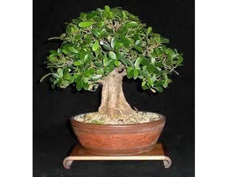 bonsaificus