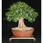 bonsaificus