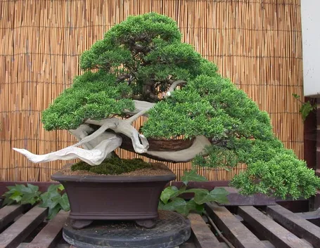 bonsai ginepro