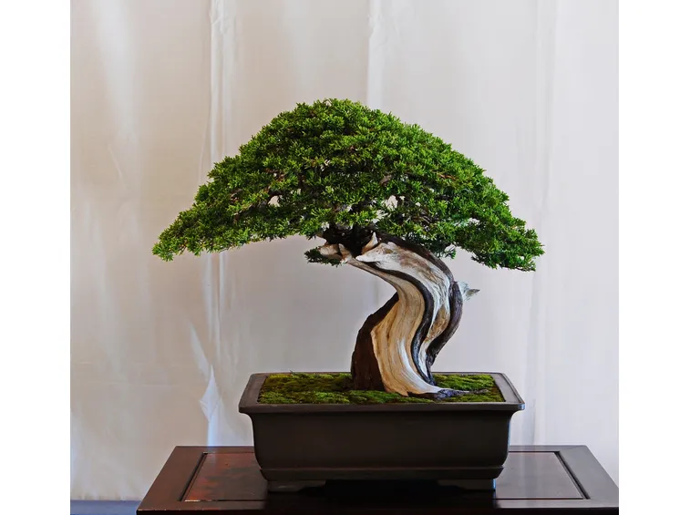 bonsai ginepro