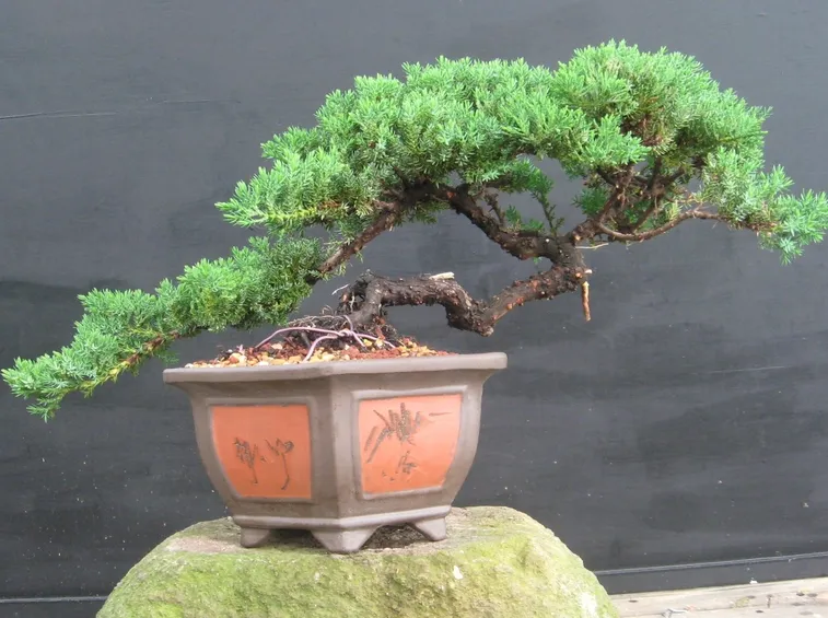 bonsai ginepro