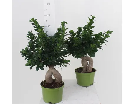 Bonsai Ginseng vaso