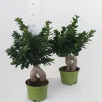 Bonsai Ginseng vaso