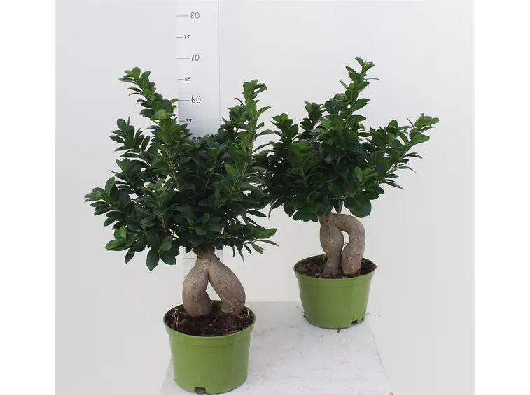 Bonsai Ginseng vaso