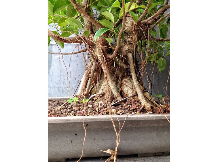 Radici Bonsai Ginseng