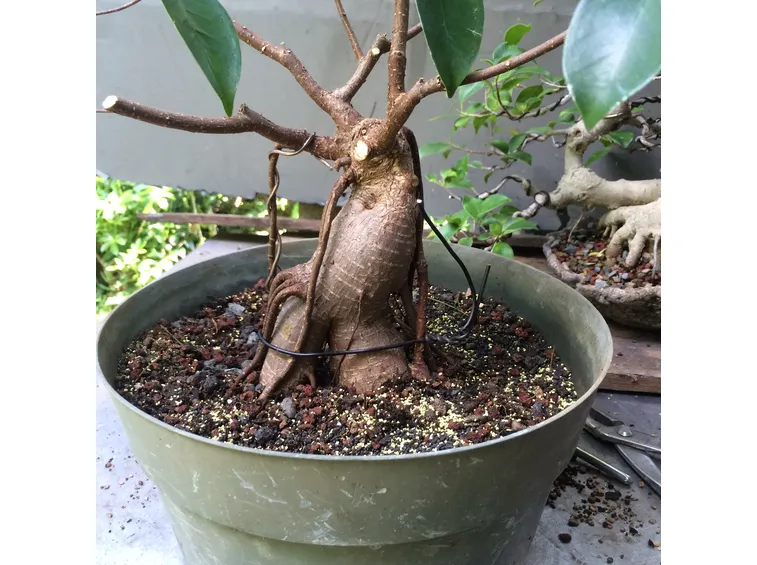 Potatura Bonsai Ginseng