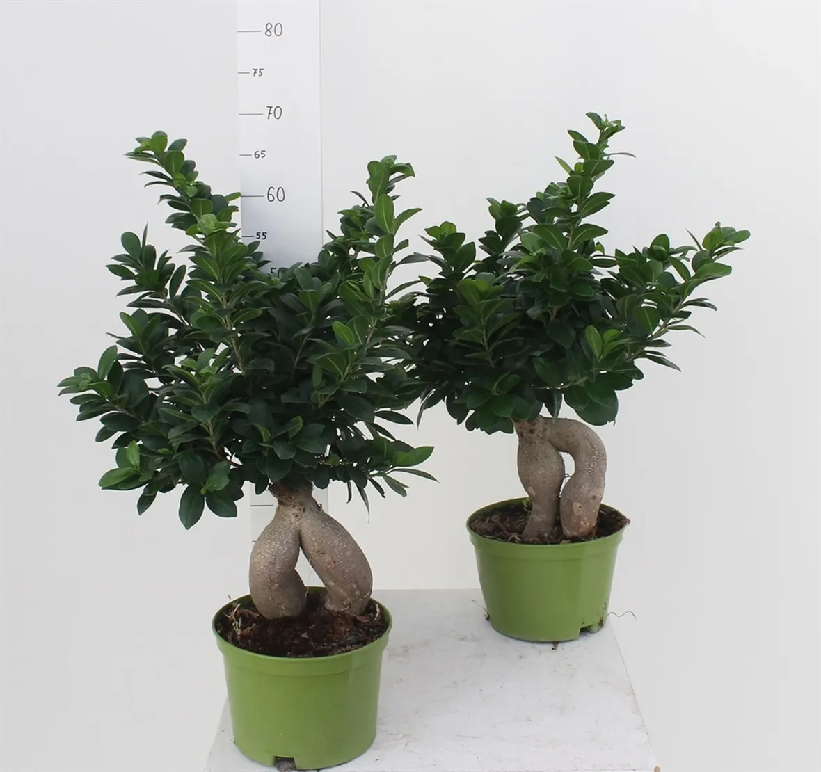 Bonsai Ginseng vaso