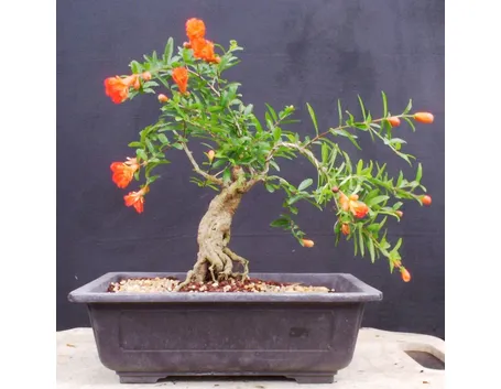 bonsai melograno1