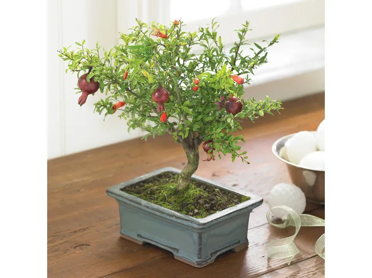 bonsai melograno2