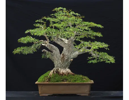 Il bonsai olivo