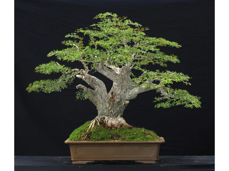 Il bonsai olivo