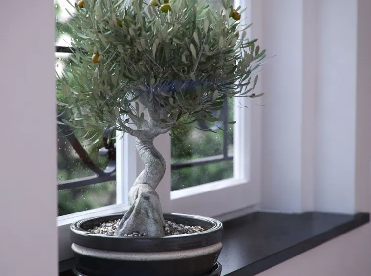 coltivare bonsai olivo