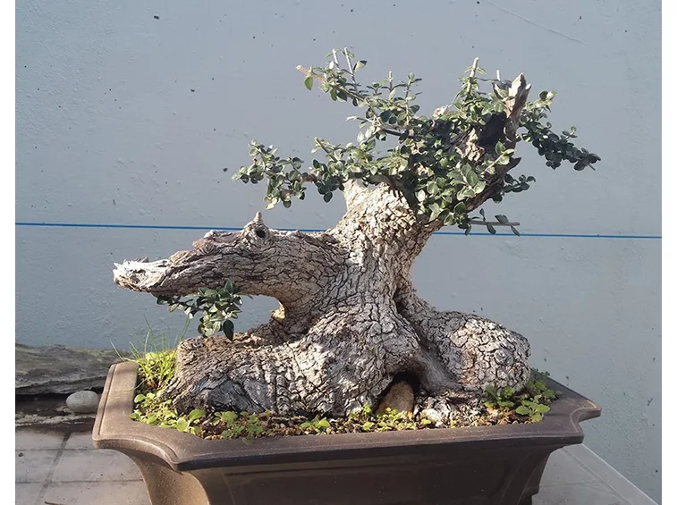 concimare bonsai olivo