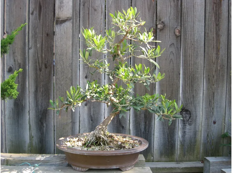 Bonsai olivo coltivaizone