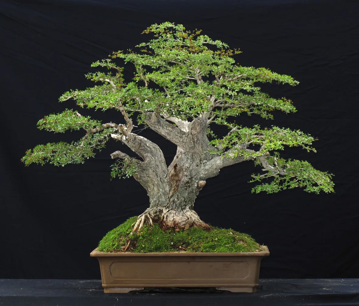 Il bonsai olivo