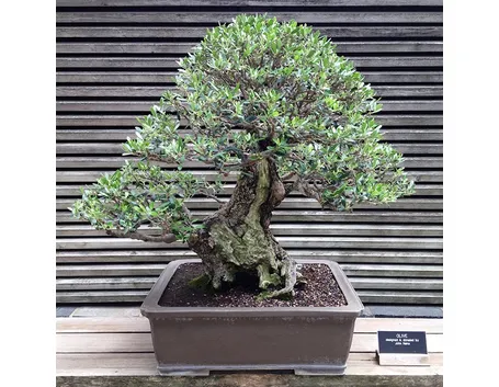 bonsai ulivo
