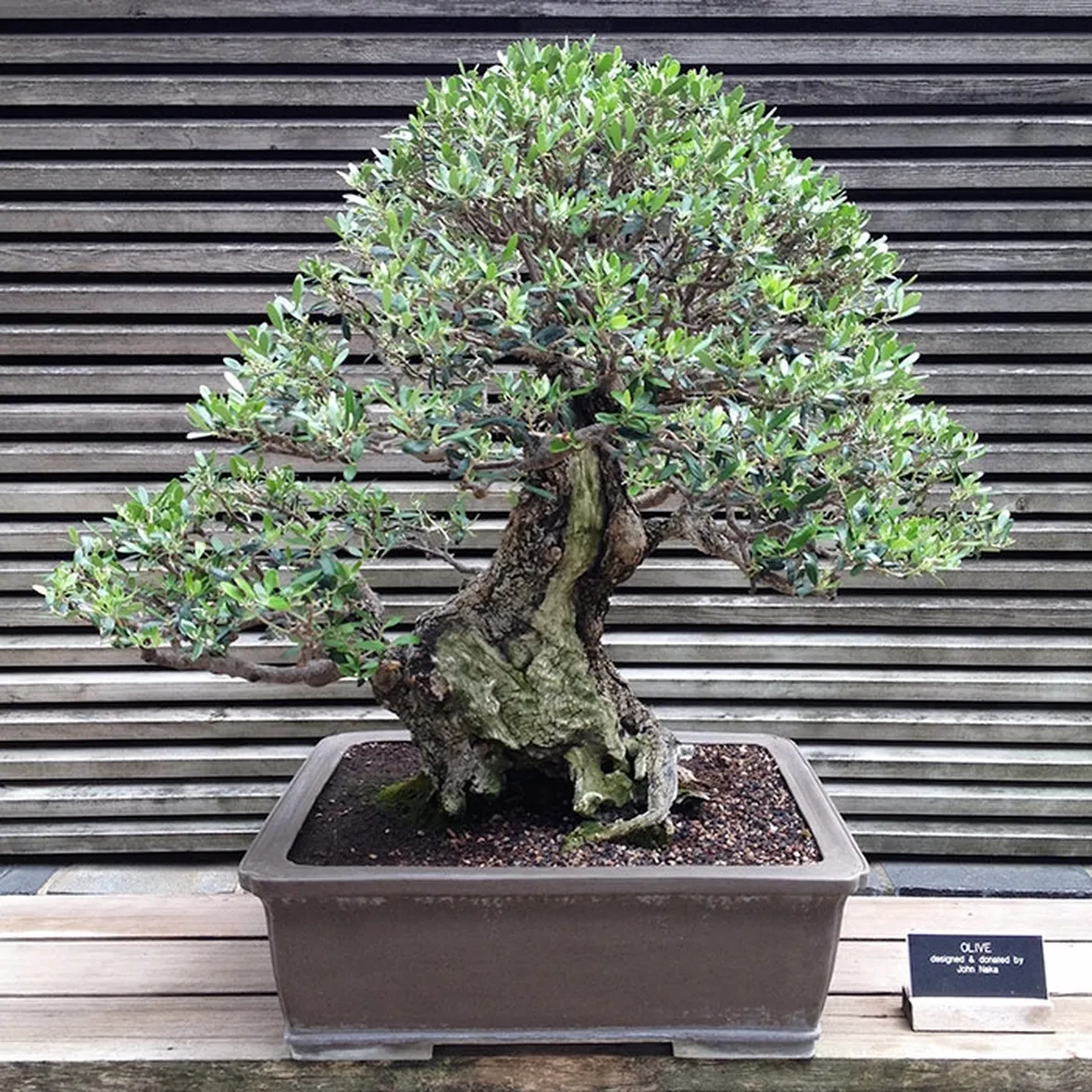 bonsai ulivo