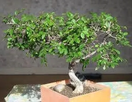 bonsai zelkova1