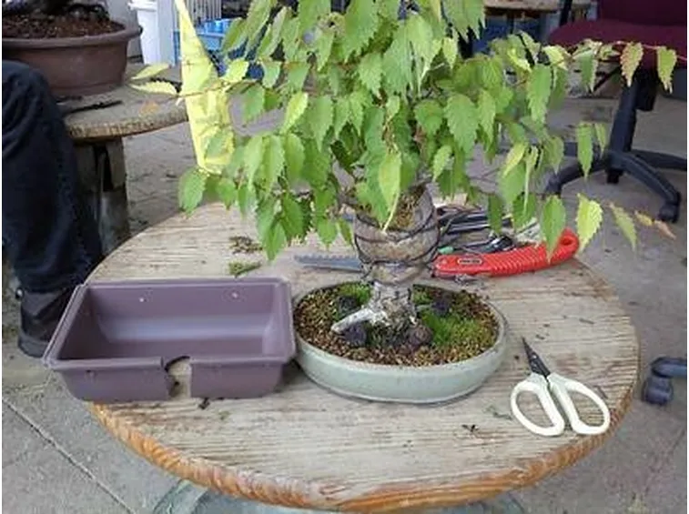 bonsai zelkova2