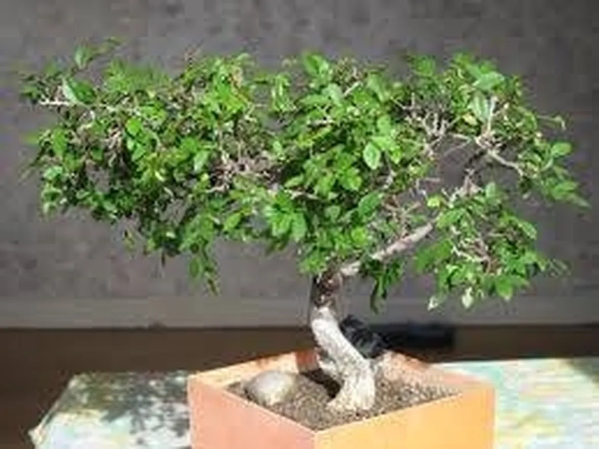 bonsai zelkova1