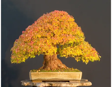 creare bonsai