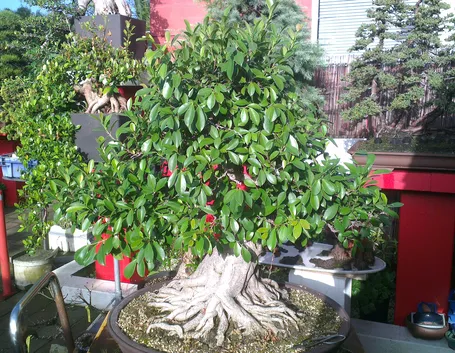 Bonsai ficus