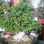 Bonsai ficus