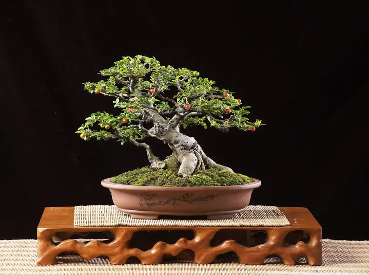 bonsai ficus frutti