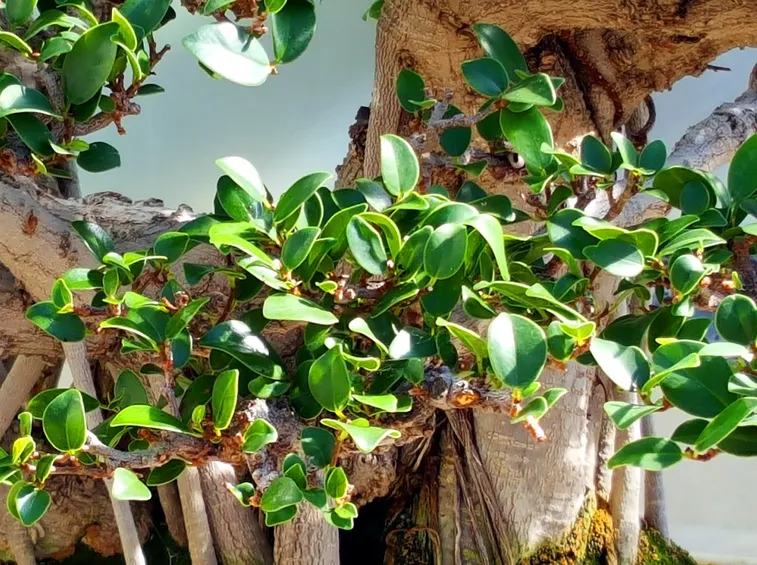 foglie bonsai ficus
