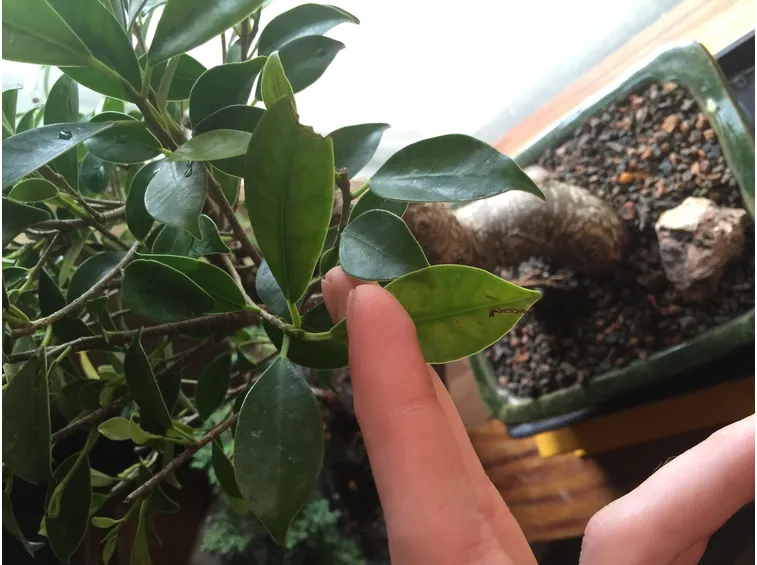 malattie bonsai
