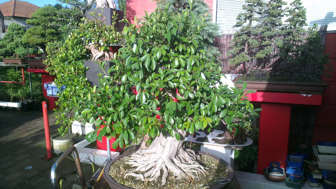 Bonsai ficus