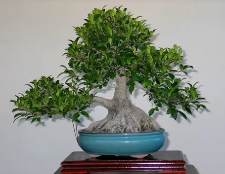 Ficus ginseng rinvasare