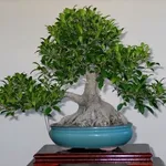 Ficus ginseng rinvasare