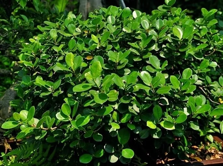 Ficus ginseng