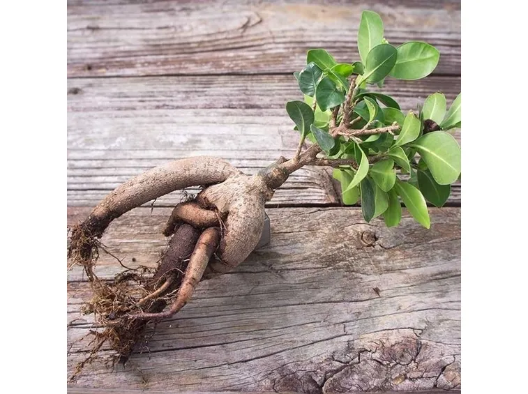 Ficus ginseng foglie