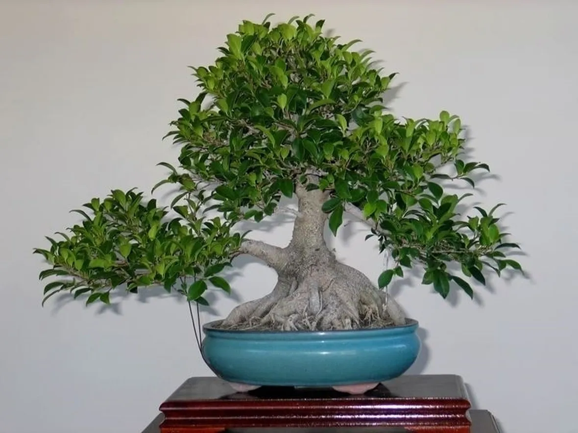 Ficus ginseng rinvasare