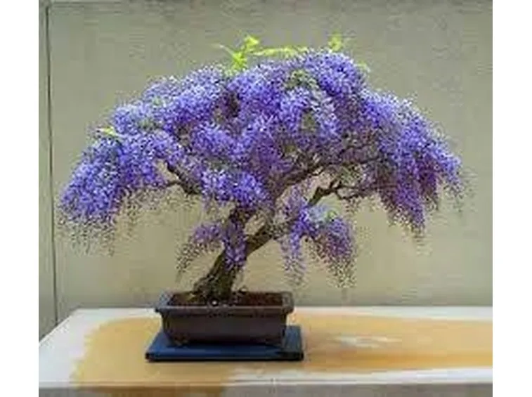 glicine bonsai