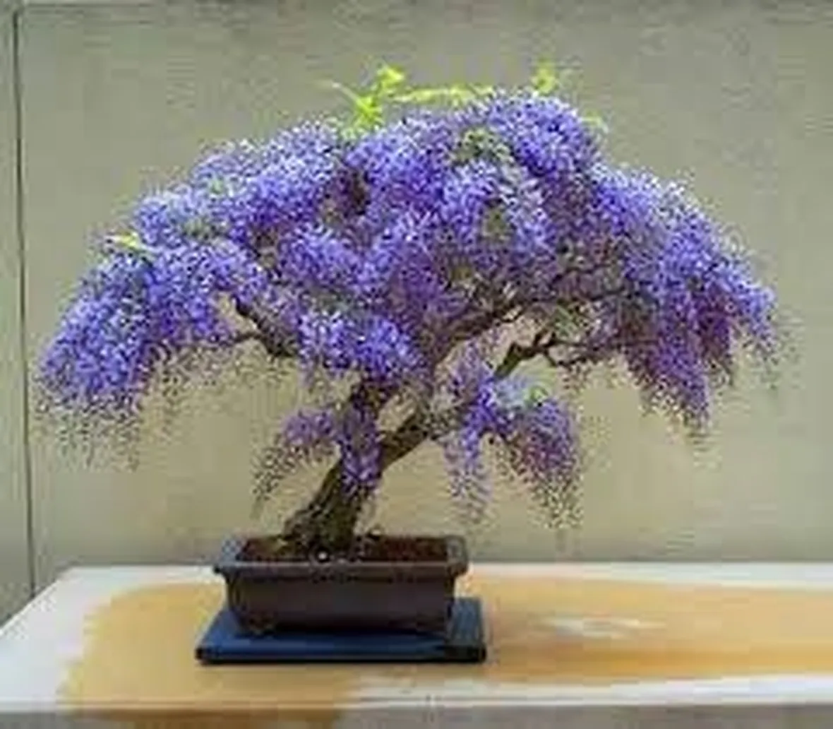 glicine bonsai