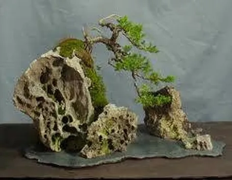 bonsai su roccia