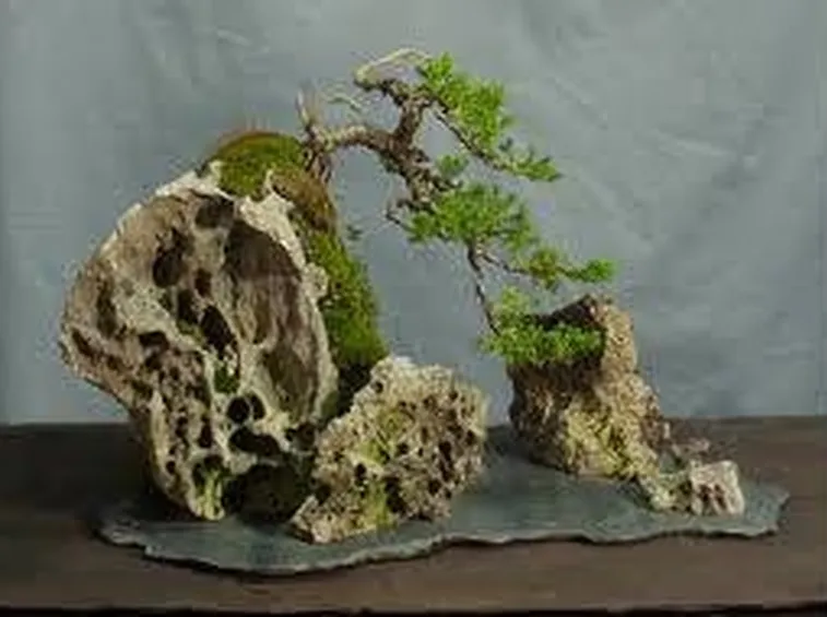 bonsai su roccia