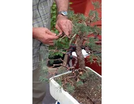coltivazione bonsai
