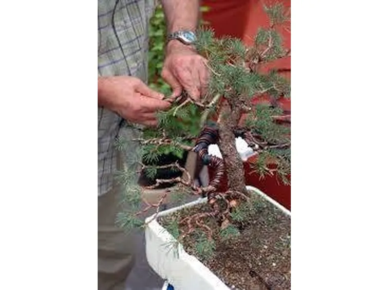 coltivazione bonsai