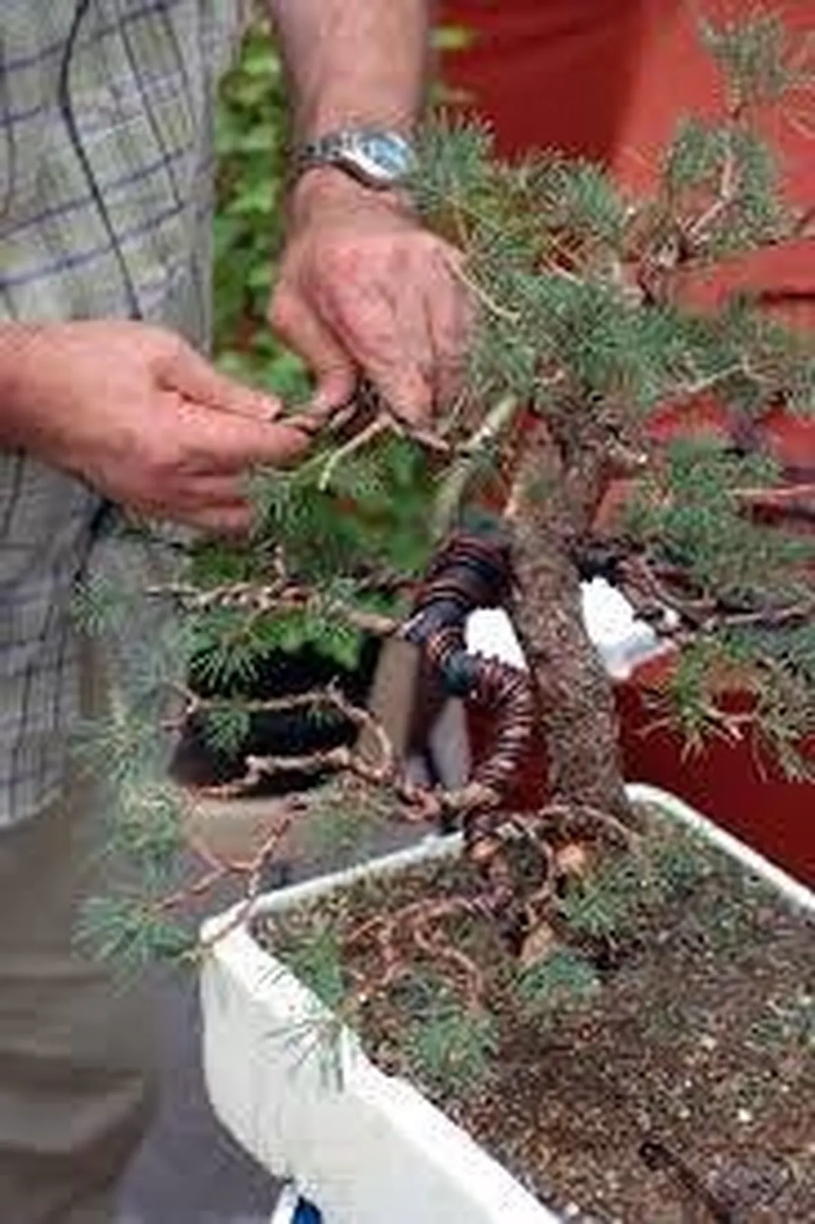coltivazione bonsai