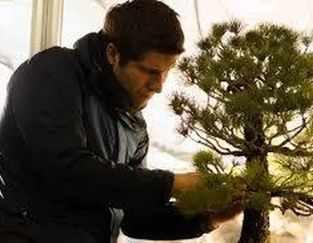 pinzaturabonsai