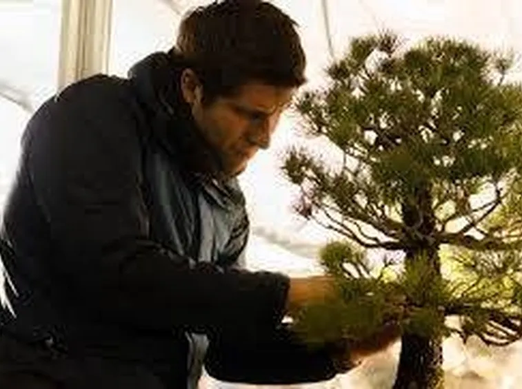 pinzaturabonsai