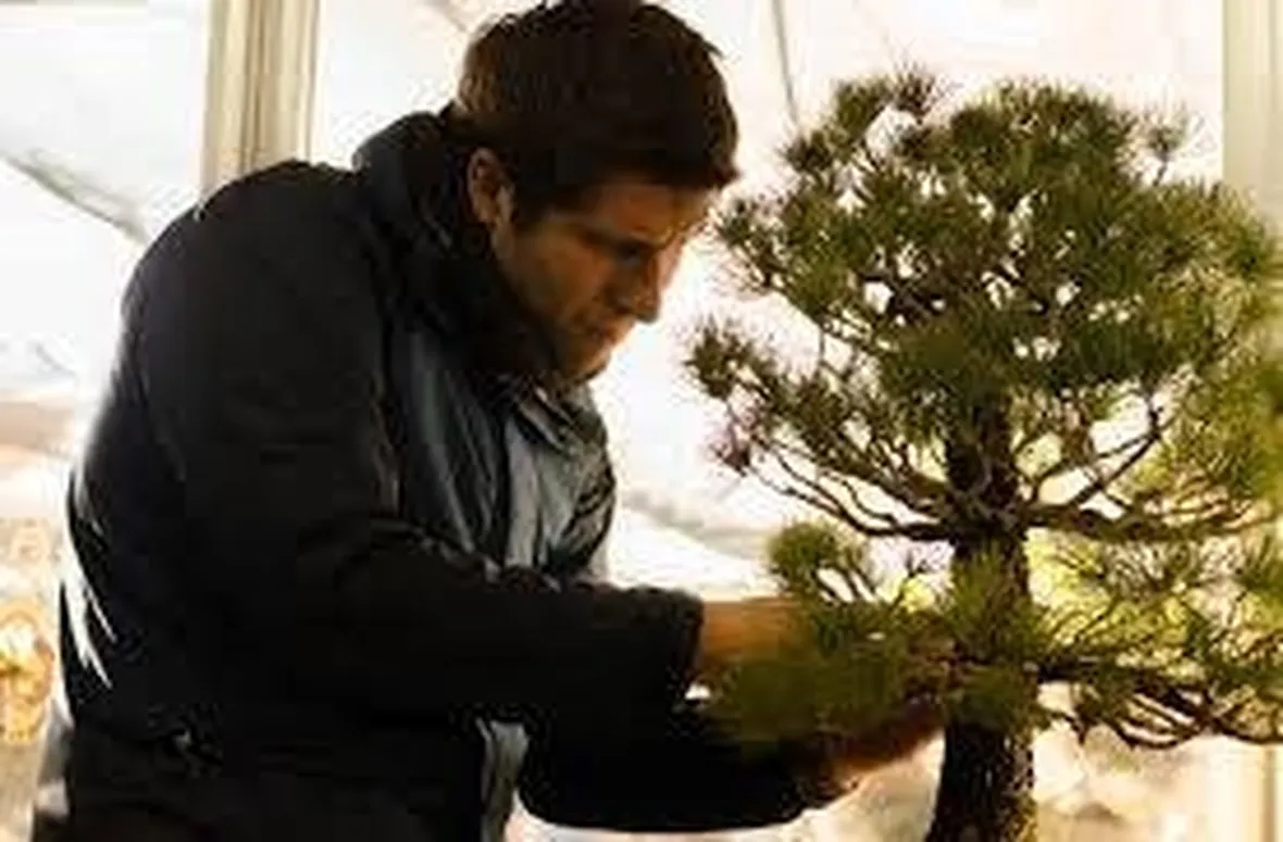 pinzaturabonsai